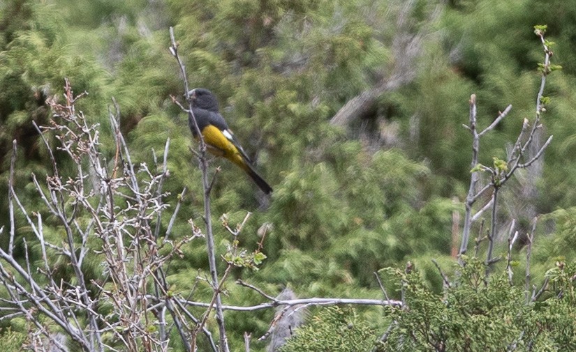 White-winged Grosbeak - ML620530680