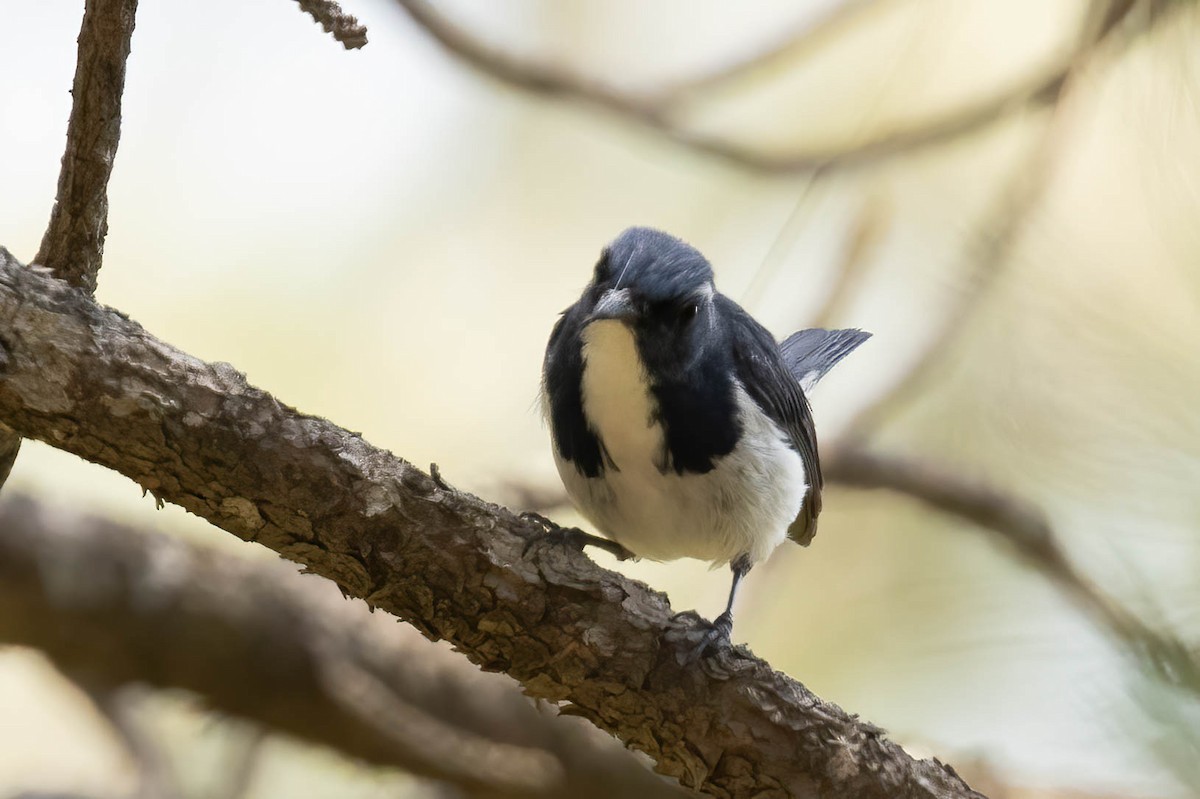 Ultramarine Flycatcher - ML620530682