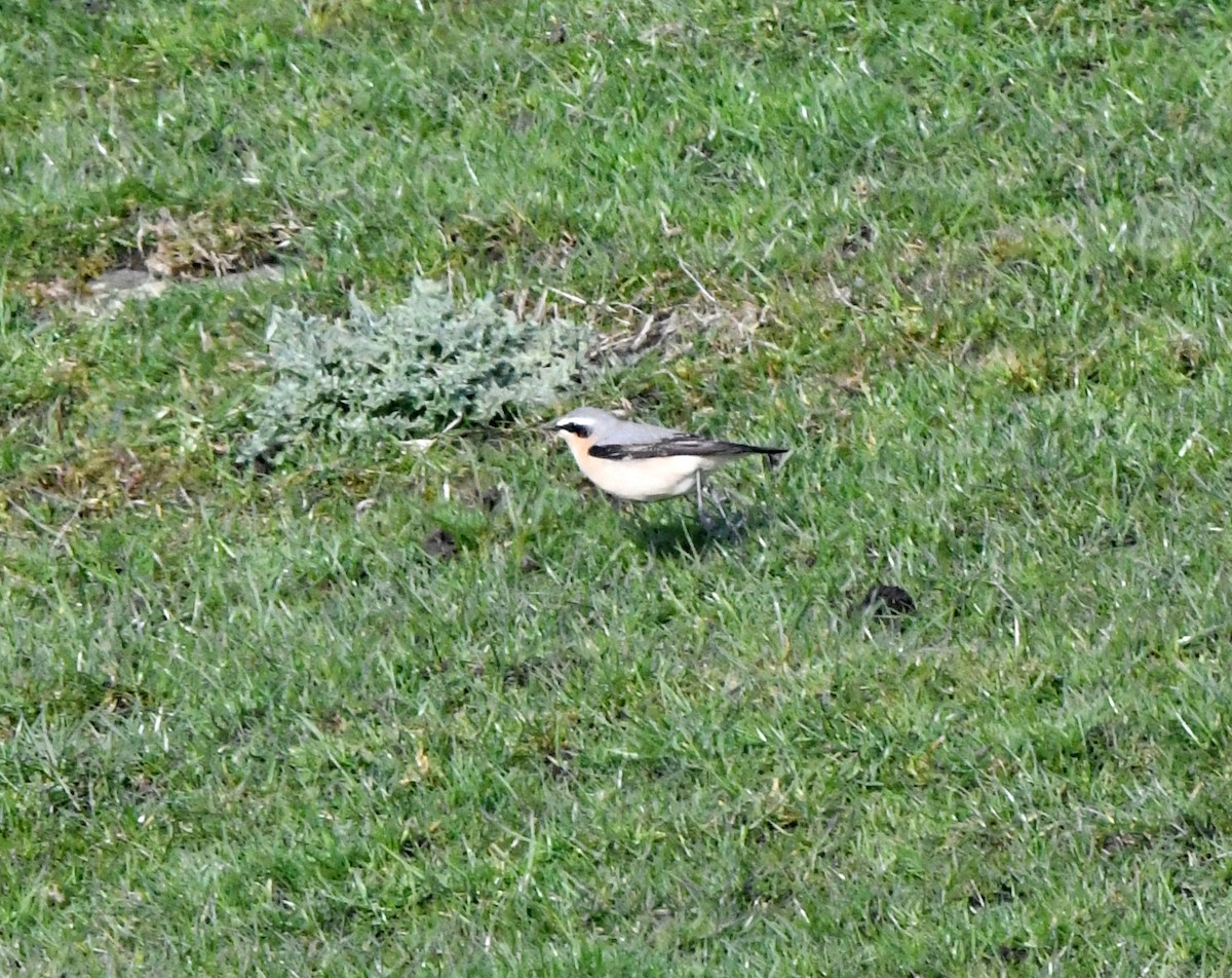 Northern Wheatear - ML620530684