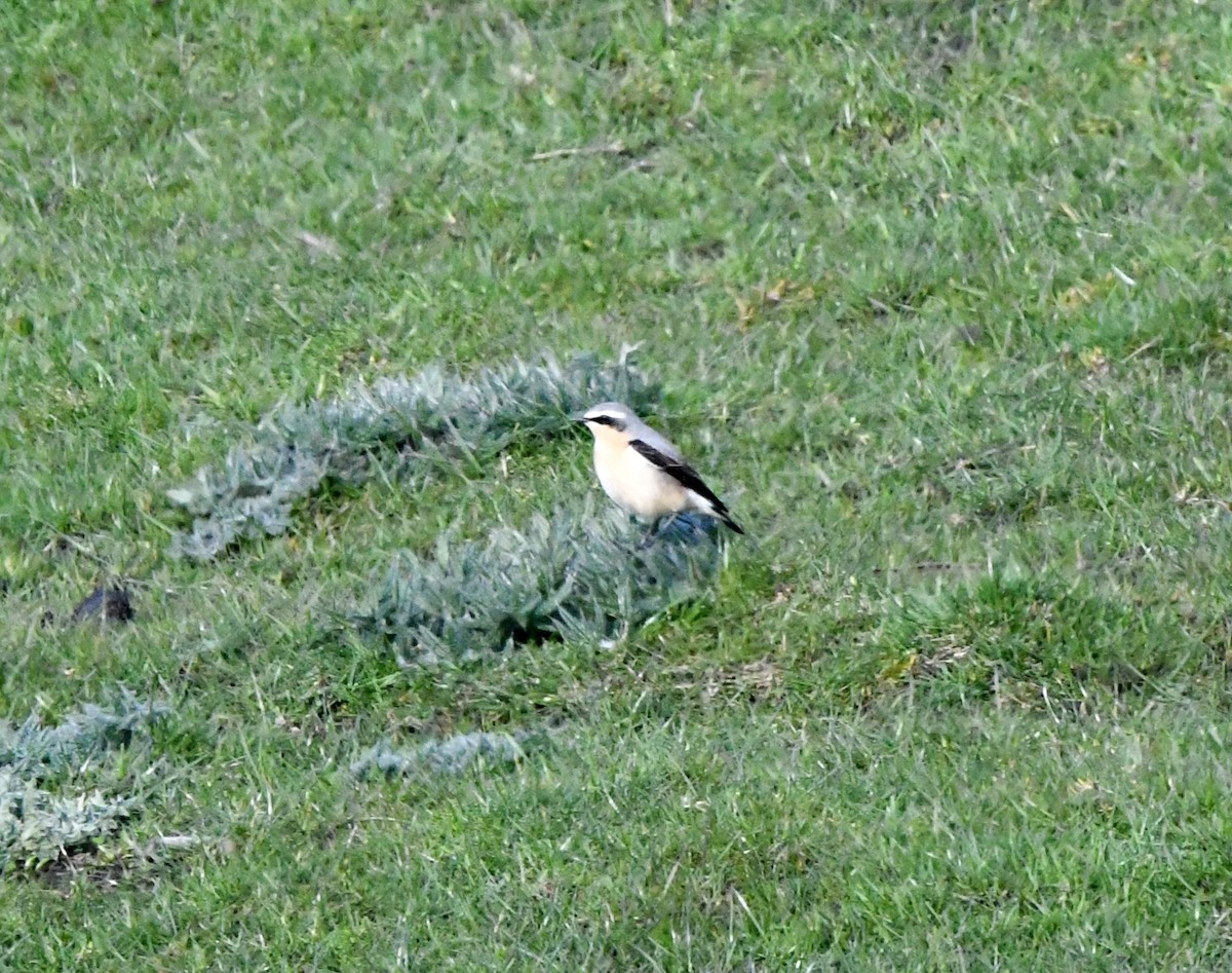 Northern Wheatear - ML620530685