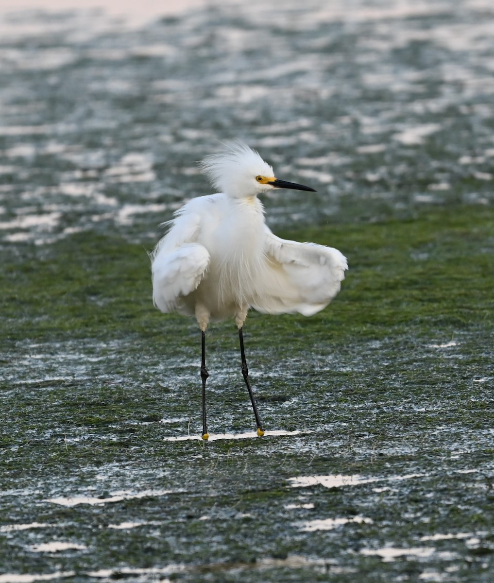 Snowy Egret - ML620530686