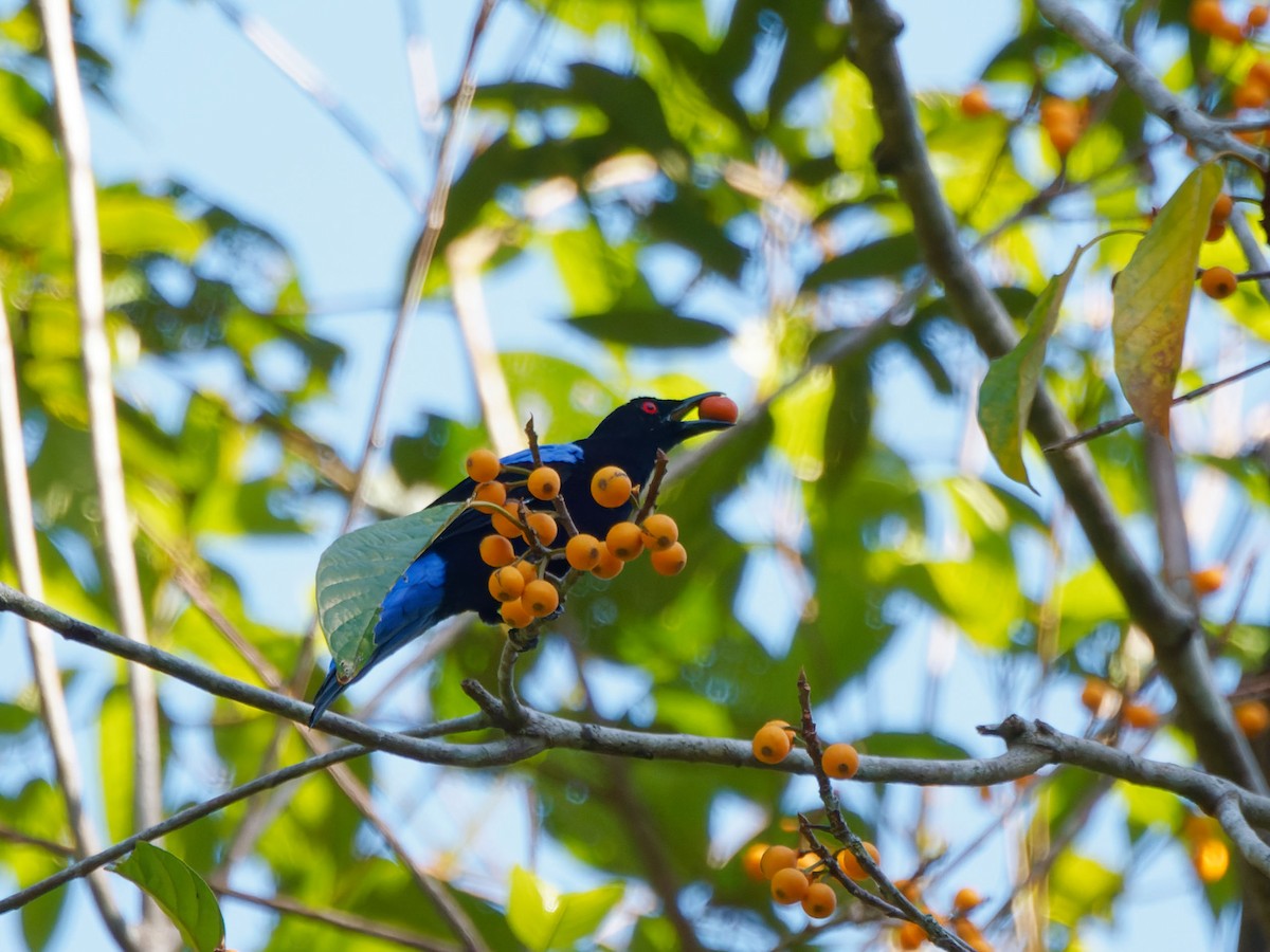 Asian Fairy-bluebird - ML620530687