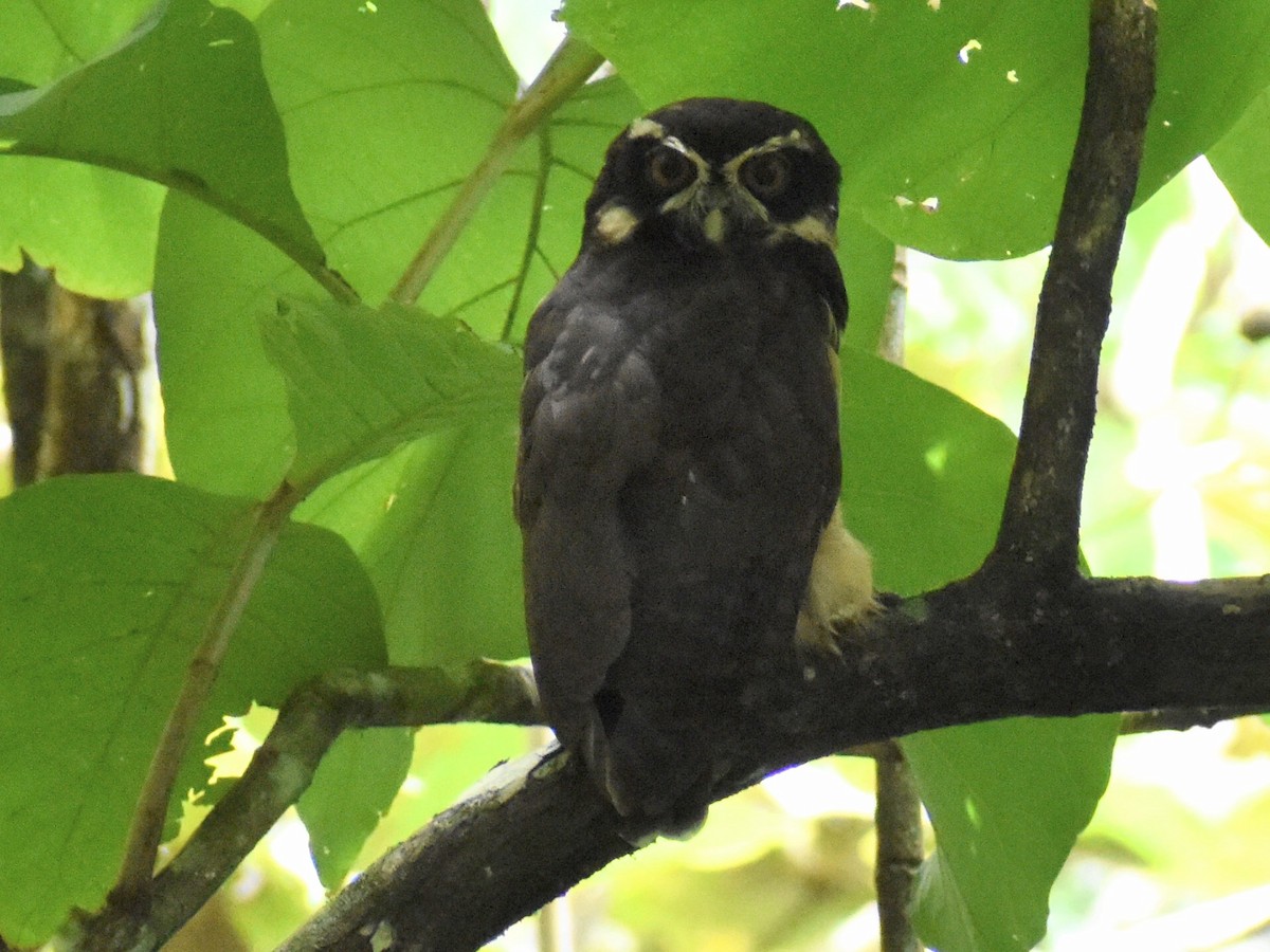 Spectacled Owl - Andres Martinez D