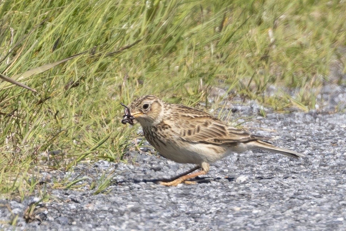 Eurasian Skylark - ML620530706