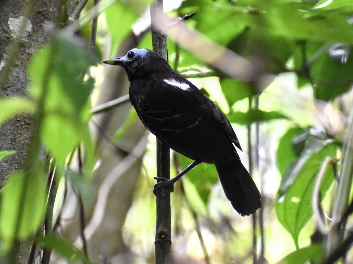 Bare-crowned Antbird - ML620530707