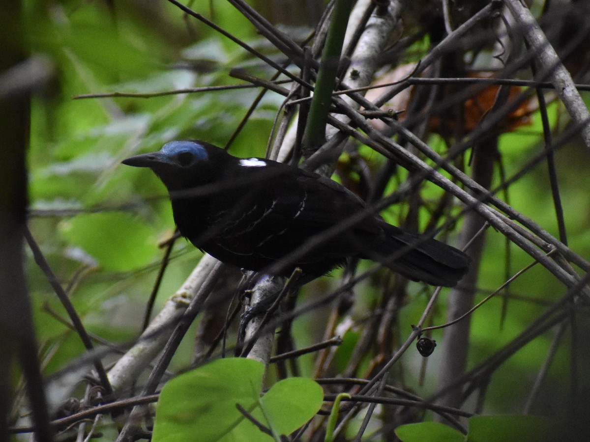 Bare-crowned Antbird - ML620530708