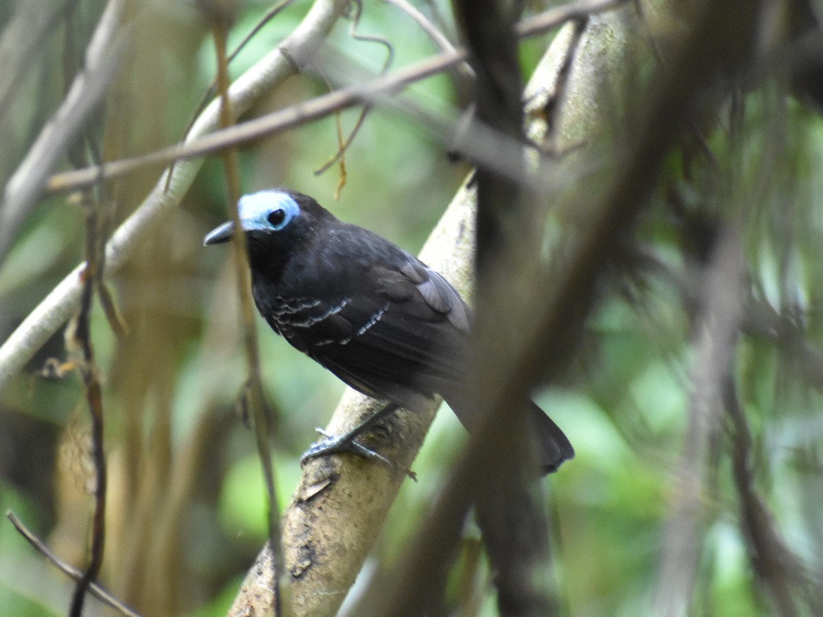 Bare-crowned Antbird - ML620530709