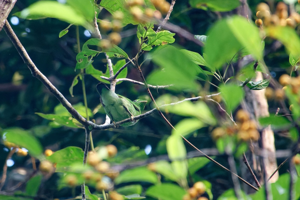 Green Broadbill - ML620530714