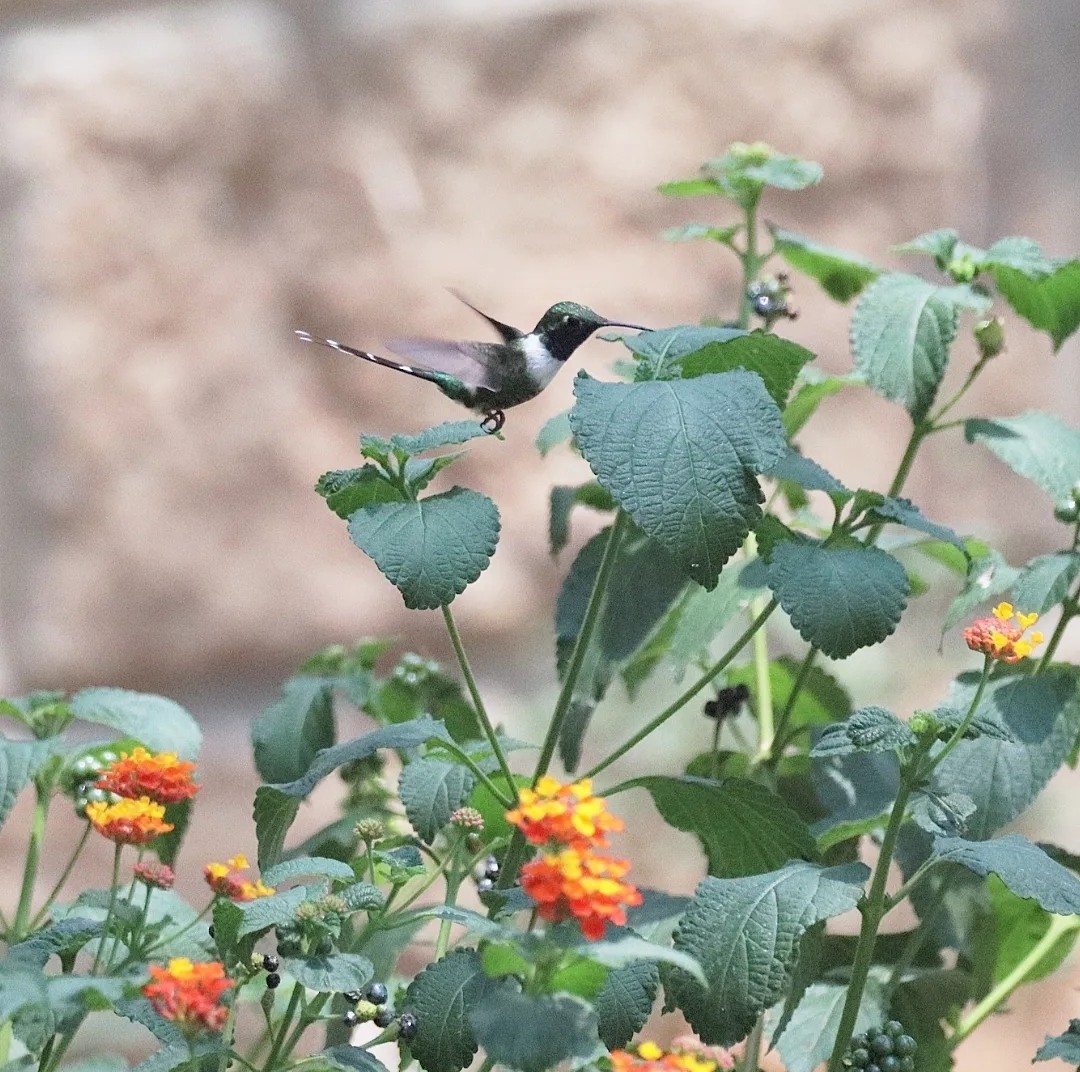 Sparkling-tailed Hummingbird - ML620530718