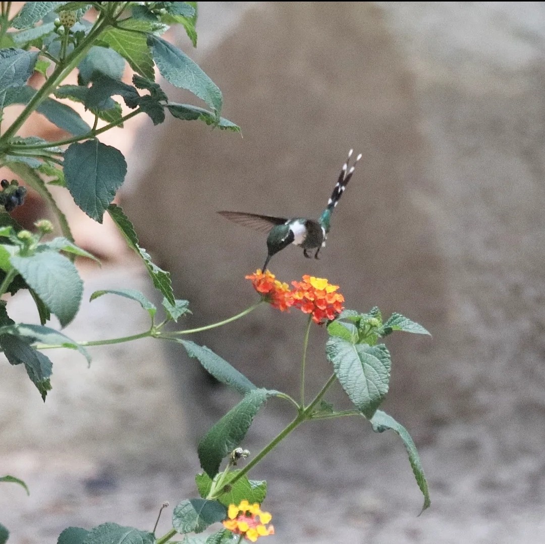 Sparkling-tailed Hummingbird - ML620530719