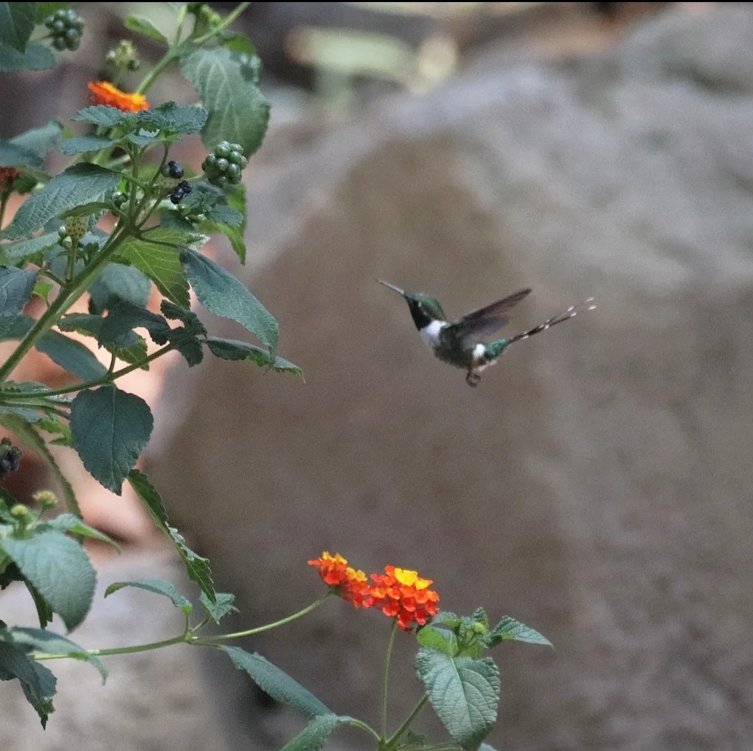 Sparkling-tailed Hummingbird - ML620530720