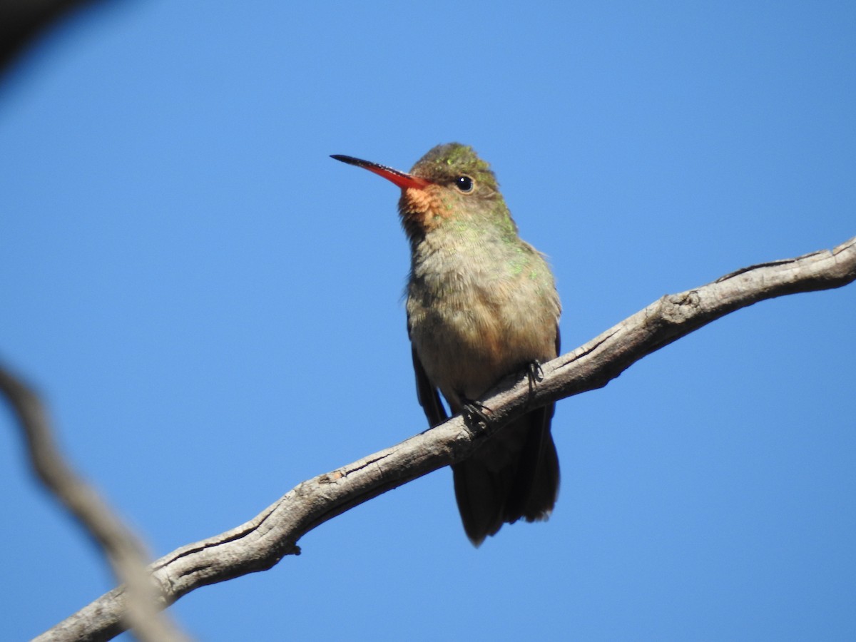 Gilded Hummingbird - ML620530722