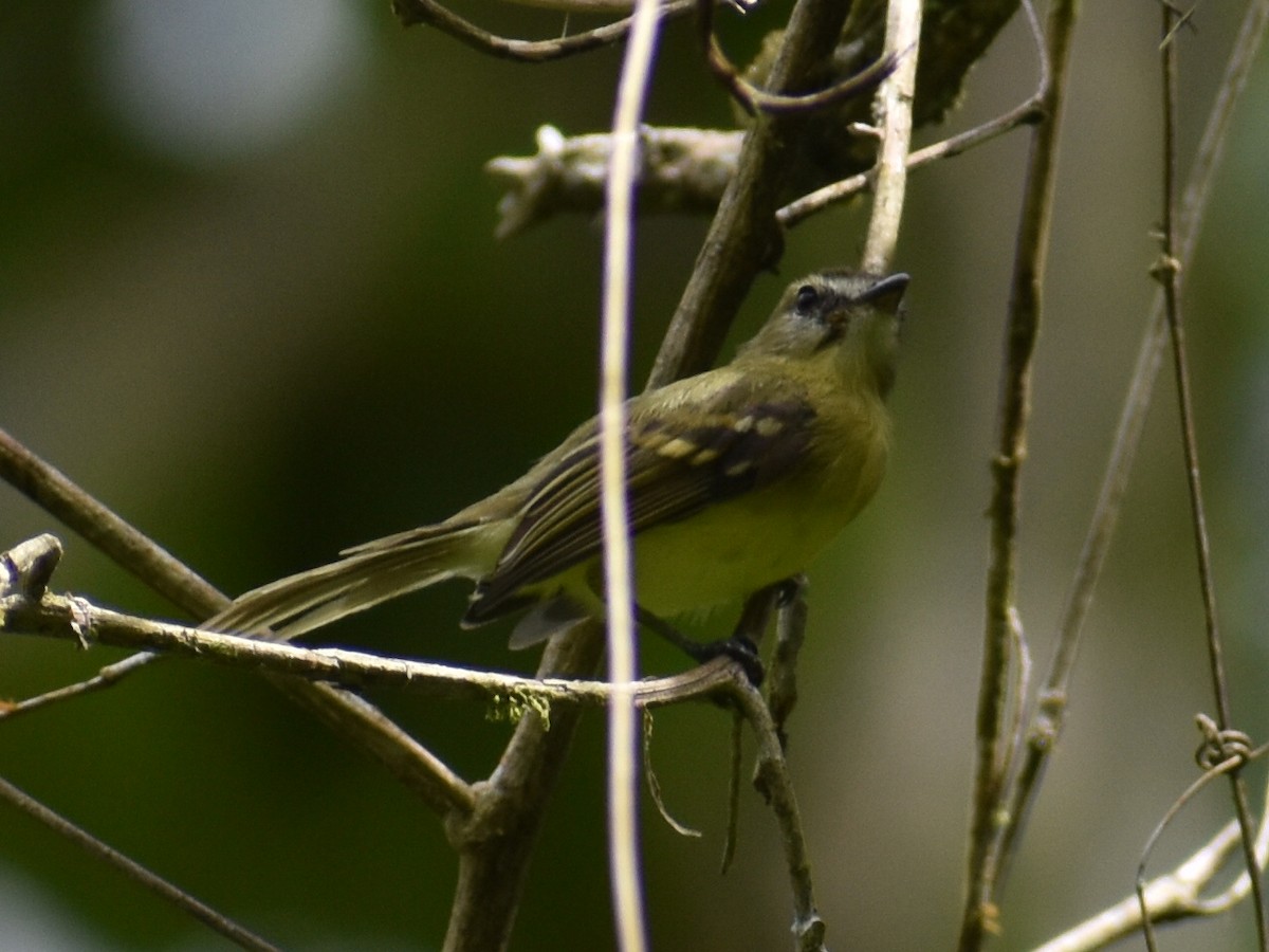 Mosquerito Amarillo - ML620530725