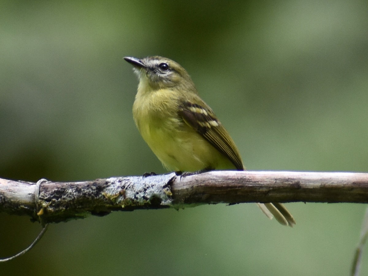 Yellow Tyrannulet - ML620530726