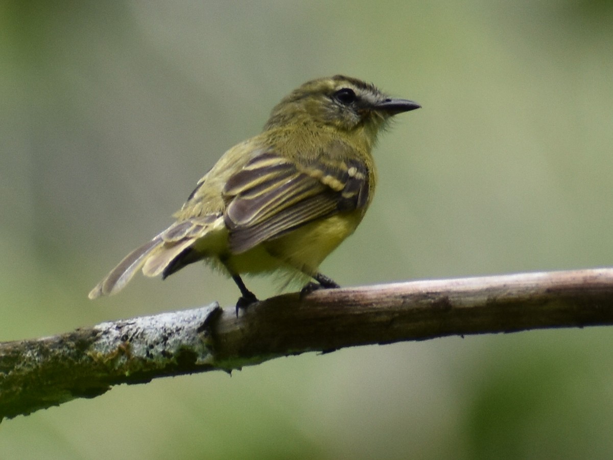 Mosquerito Amarillo - ML620530728