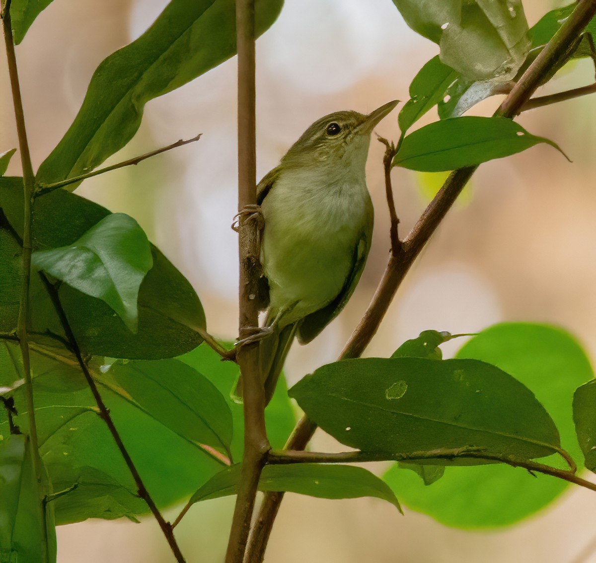 Mosquitero de Mindanao - ML620530731