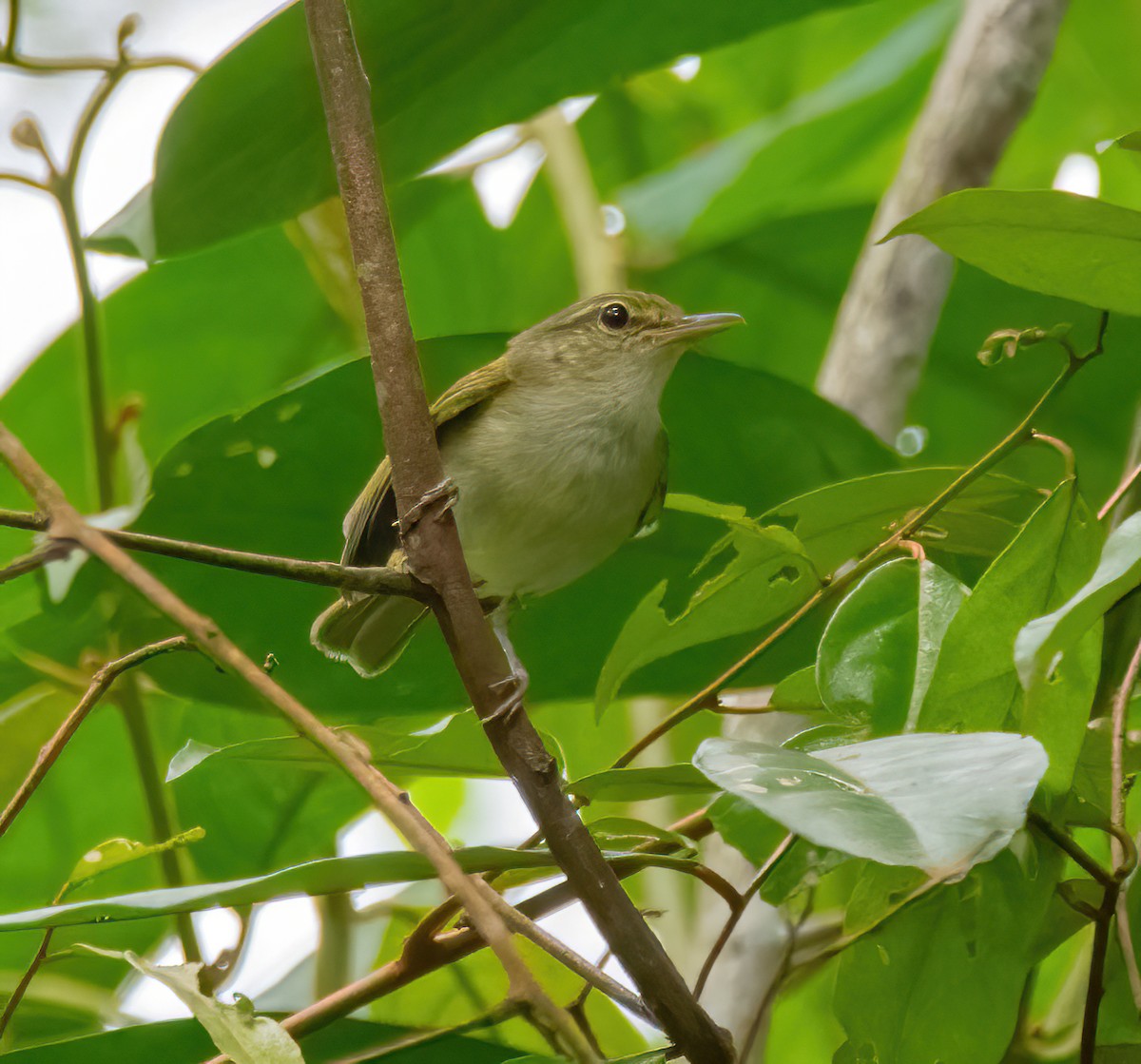 Philippine Leaf Warbler - ML620530732