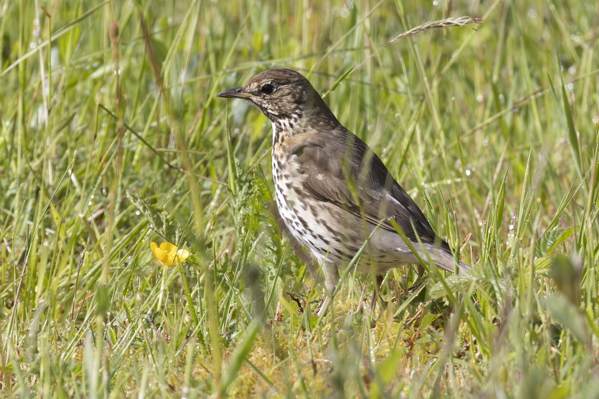 Song Thrush - ML620530738