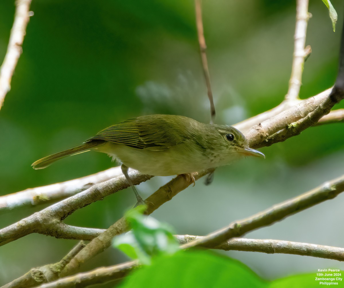 Philippine Leaf Warbler - ML620530745