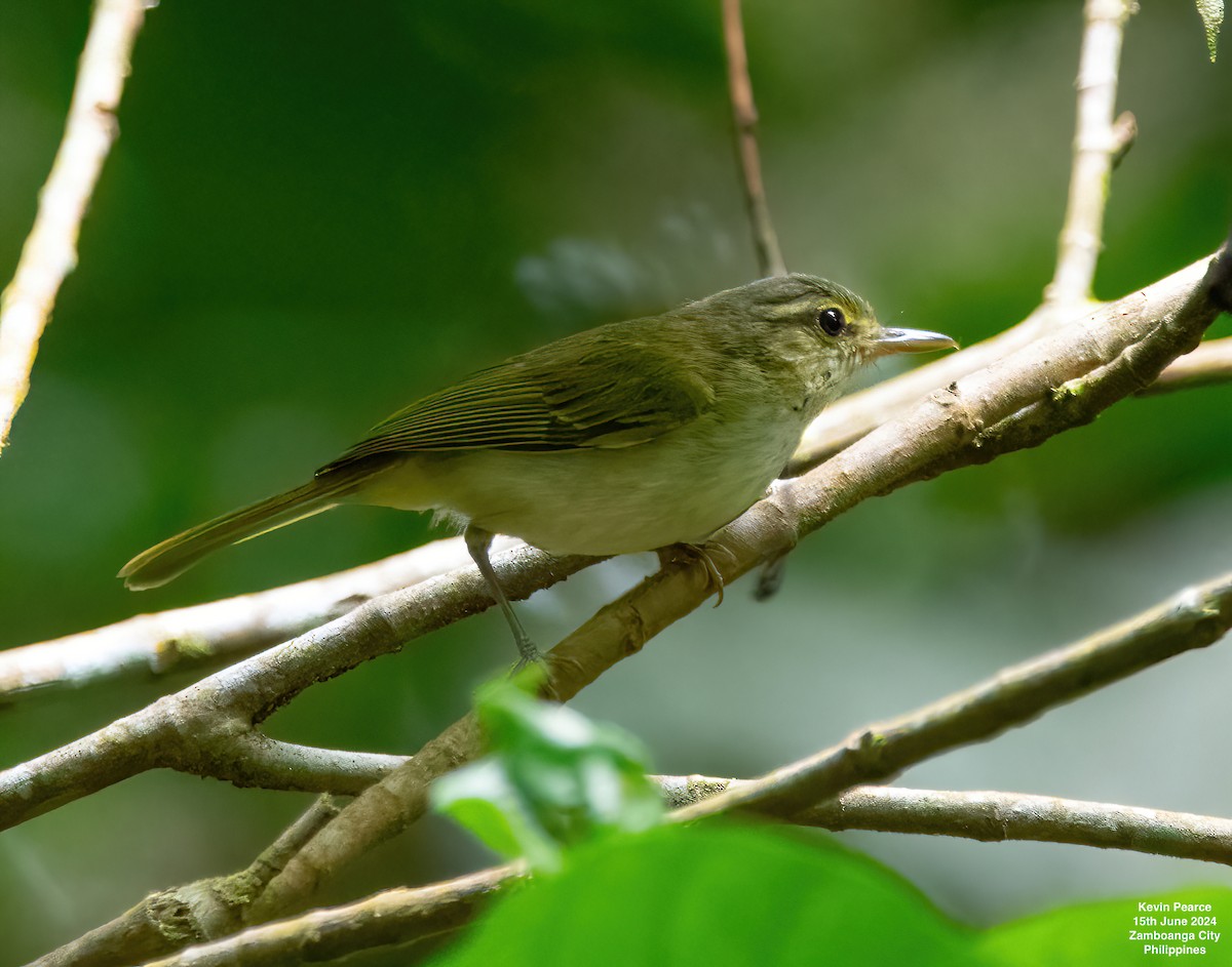 Philippine Leaf Warbler - ML620530746