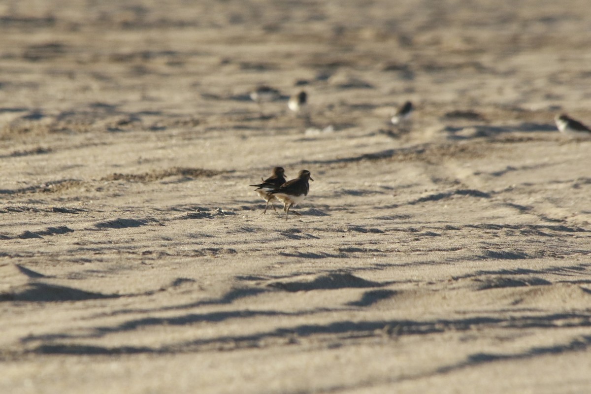 Rufous-chested Dotterel - ML620530753