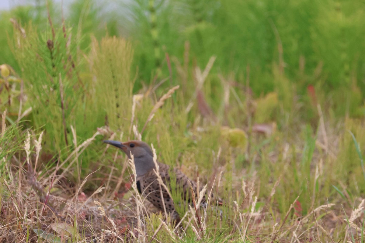 Northern Flicker - ML620530754