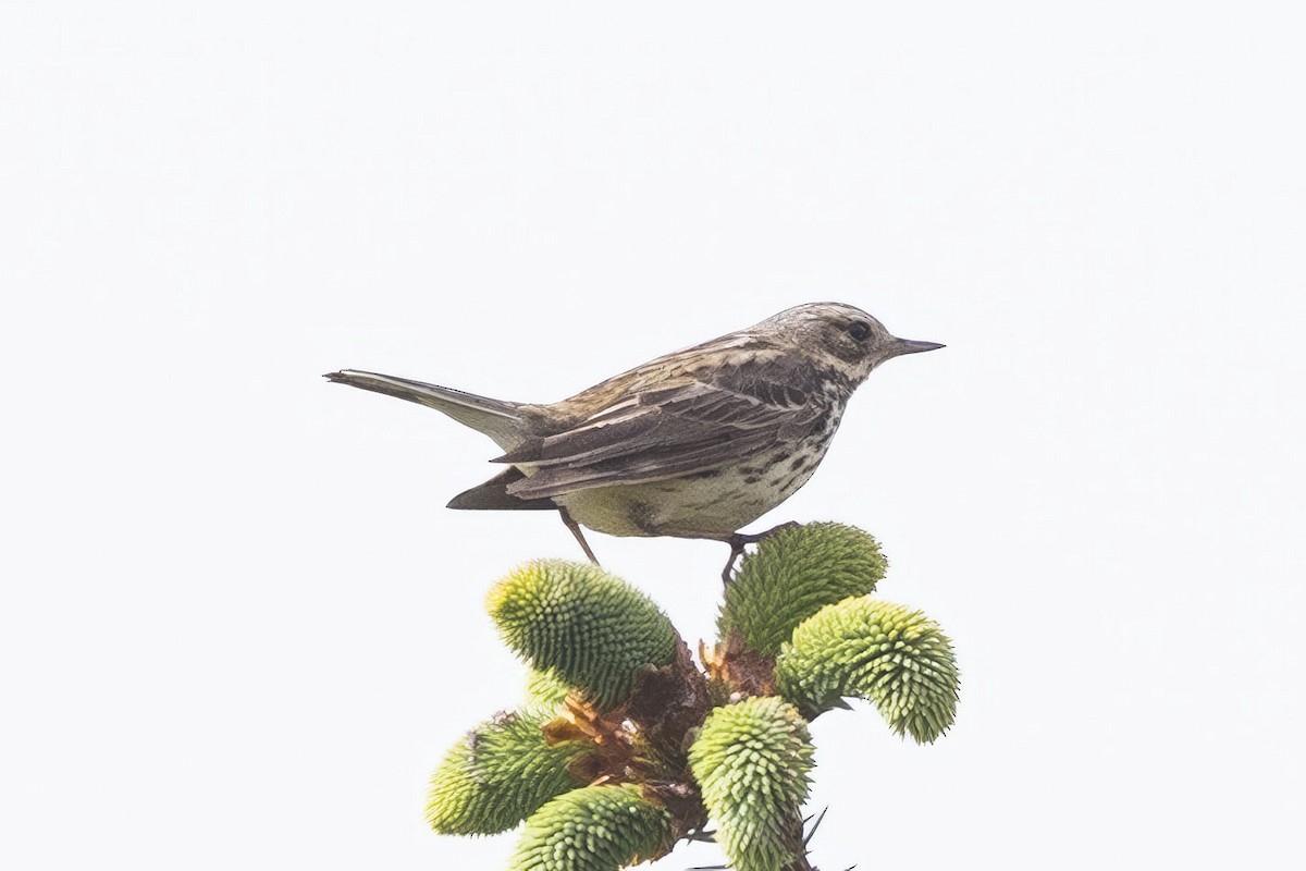 Meadow Pipit - ML620530756