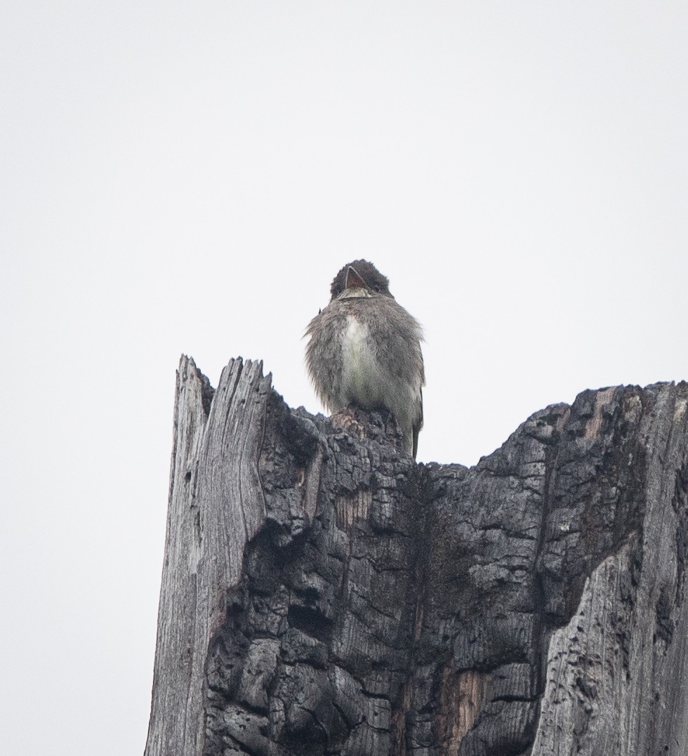 Olive-sided Flycatcher - ML620530760