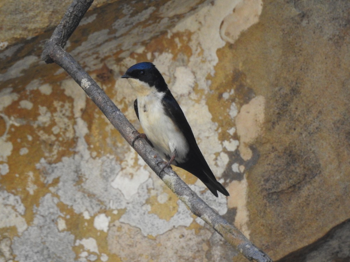 Blue-and-white Swallow (cyanoleuca) - ML620530764