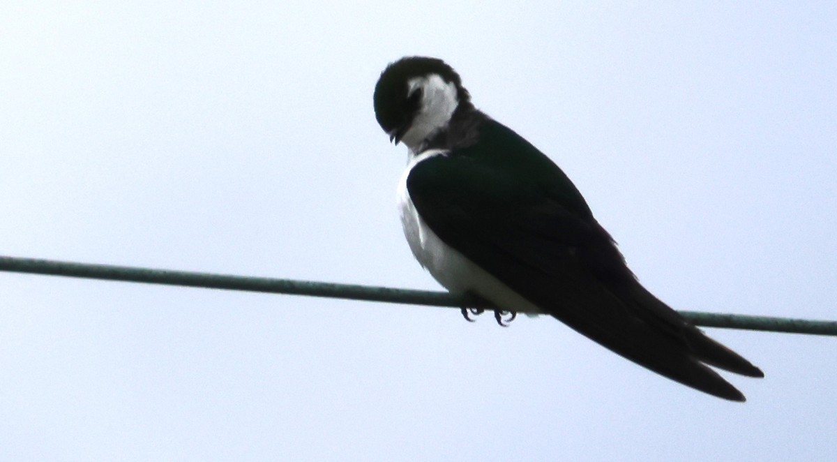 Violet-green Swallow - ML620530767