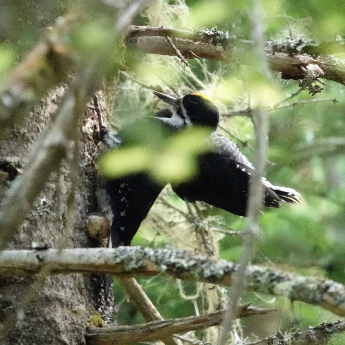 Black-backed Woodpecker - ML620530769