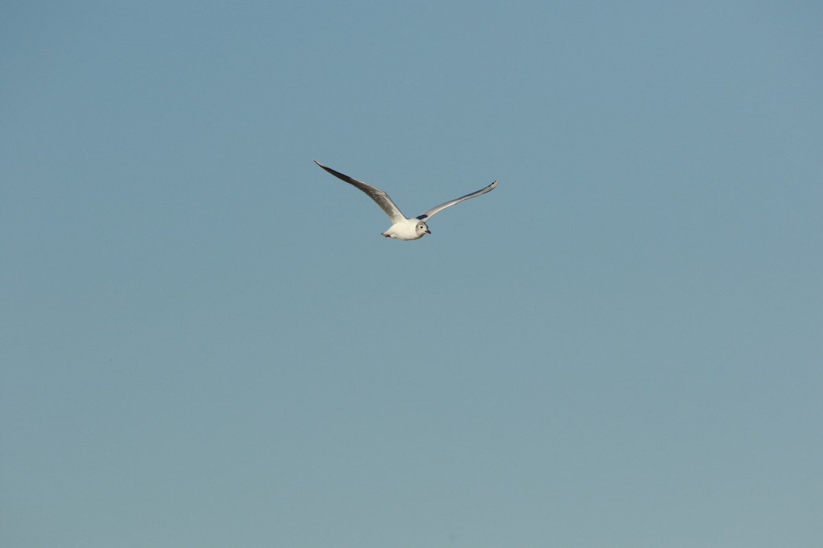 Brown-hooded Gull - ML620530771