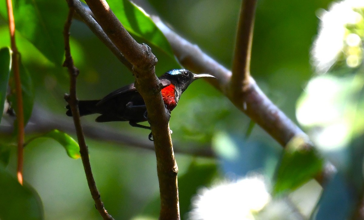 Blauglanz-Nektarvogel - ML620530777