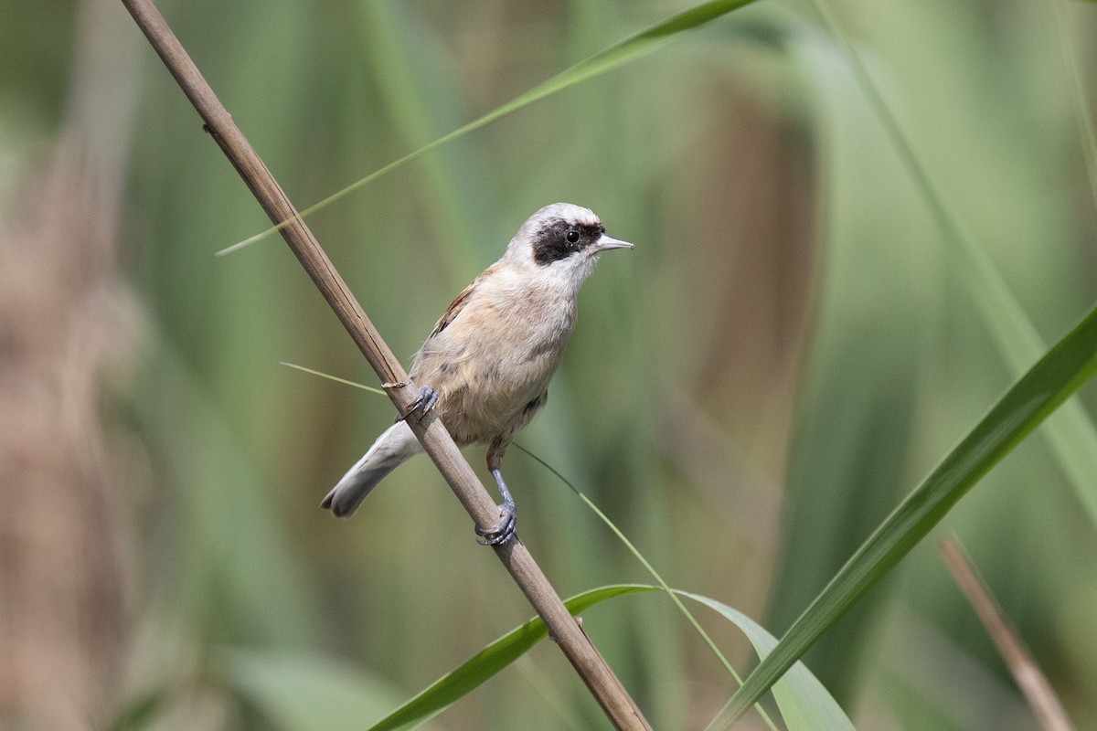 Eurasian Penduline-Tit - ML620530781