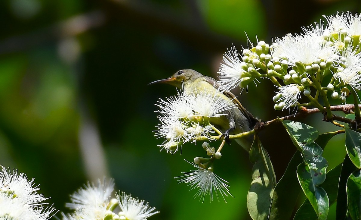 Van Hasselt's Sunbird - ML620530783