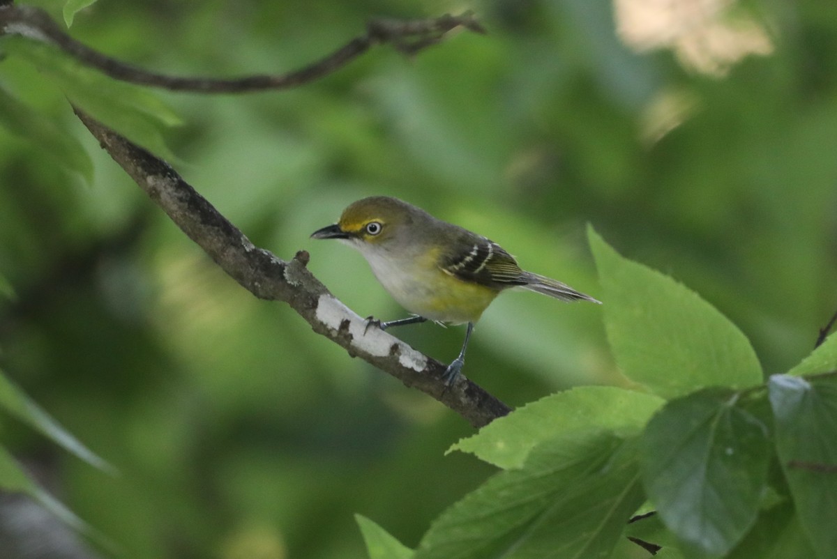 Ak Gözlü Vireo - ML620530785