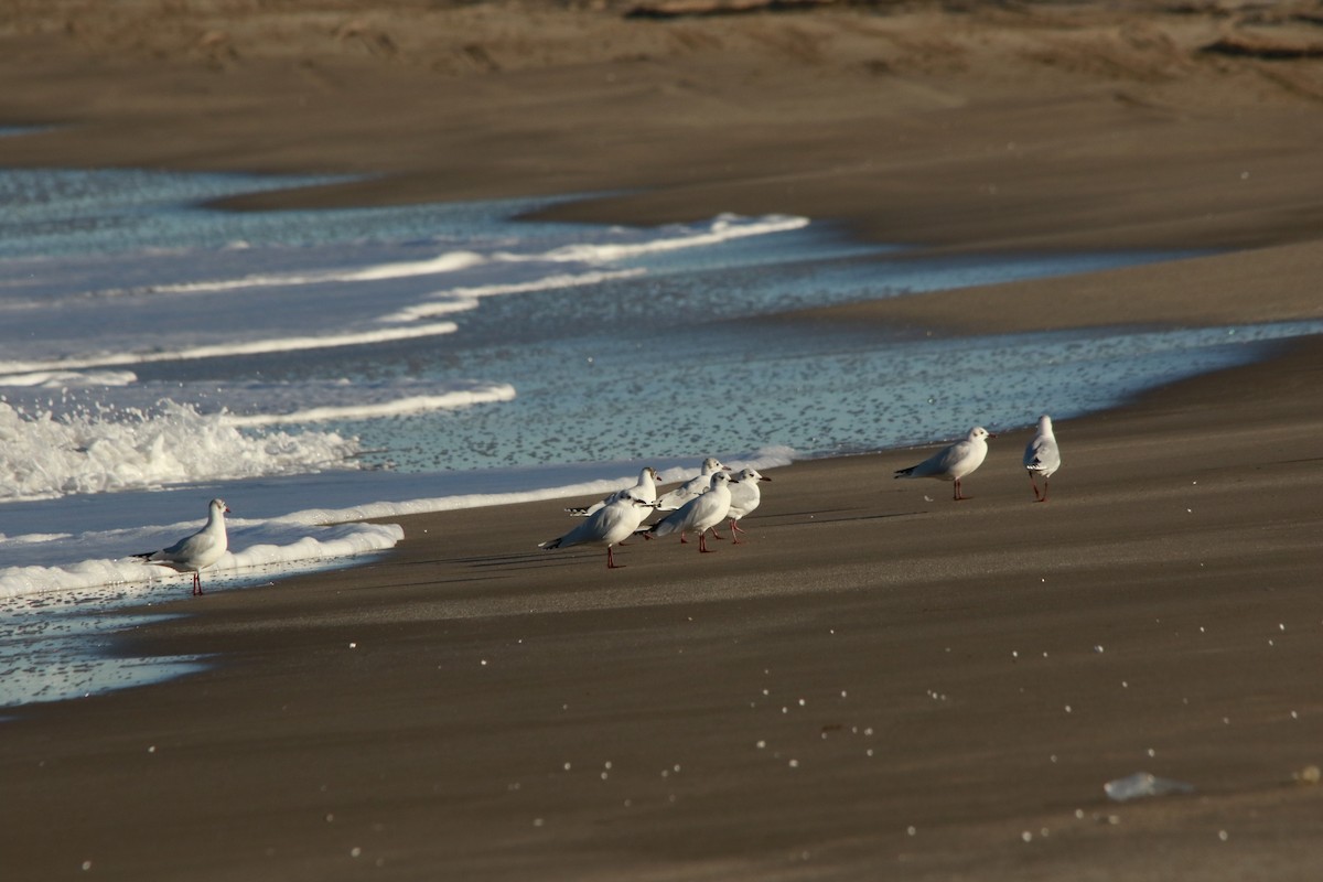 Brown-hooded Gull - ML620530788