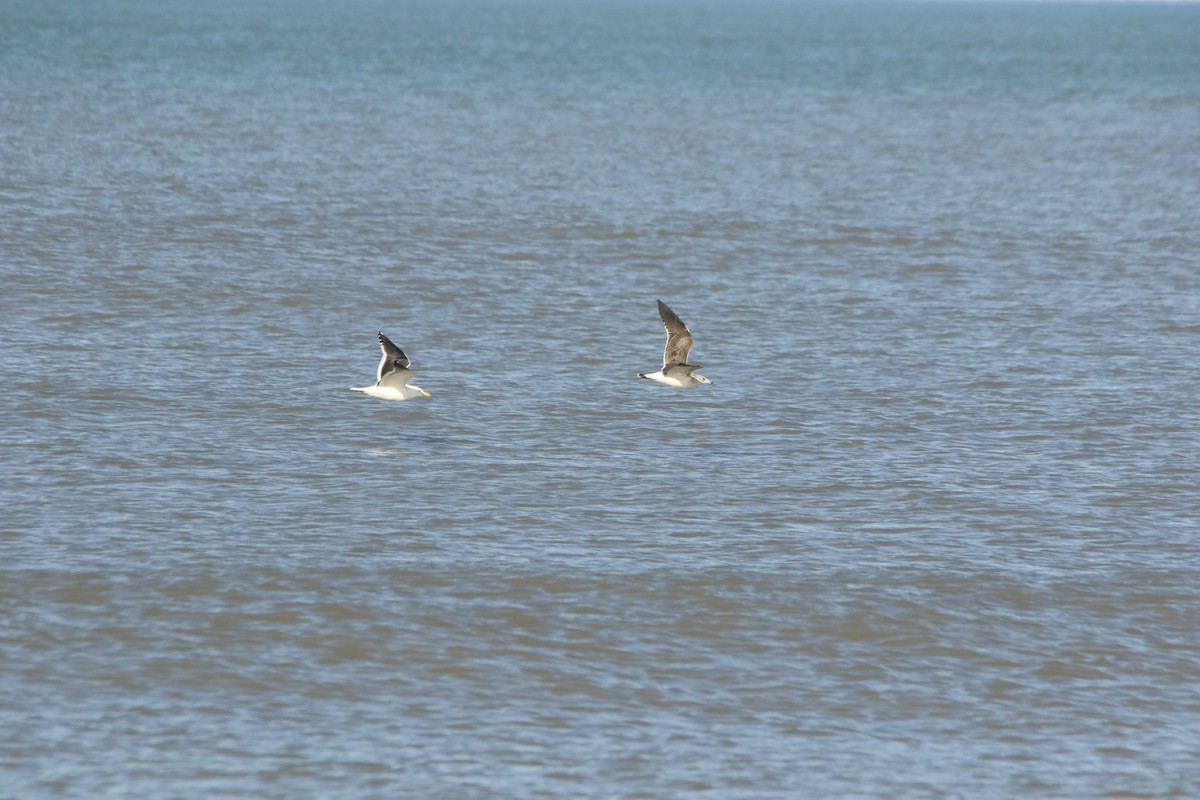 Kelp Gull - ML620530791