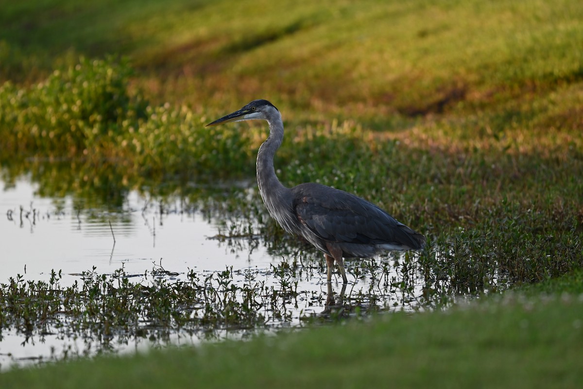 Great Blue Heron - ML620530793