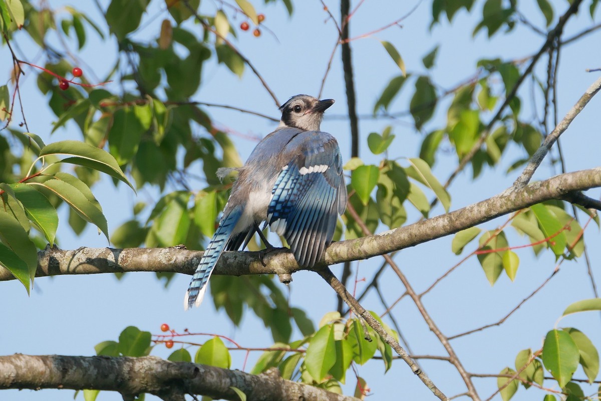 Blue Jay - ML620530795