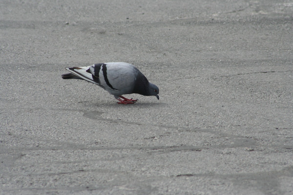 Rock Pigeon (Feral Pigeon) - ML620530796