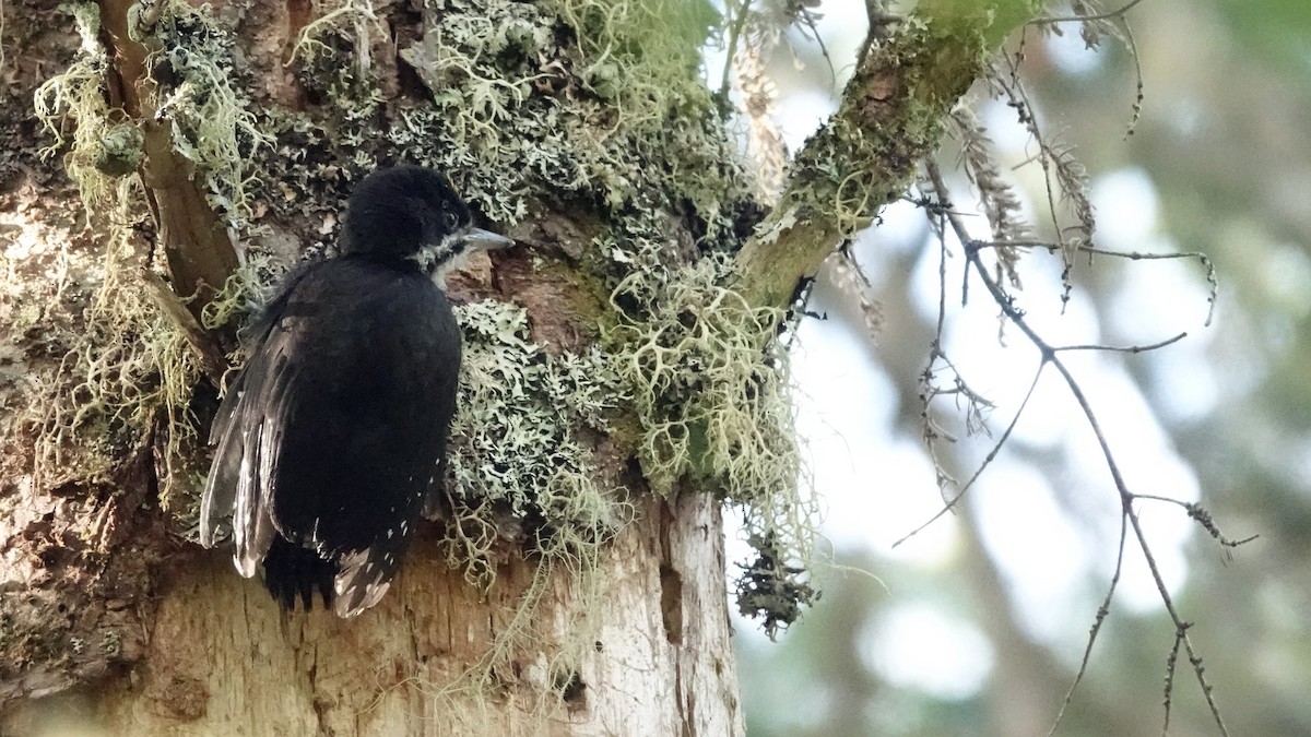 Black-backed Woodpecker - ML620530797