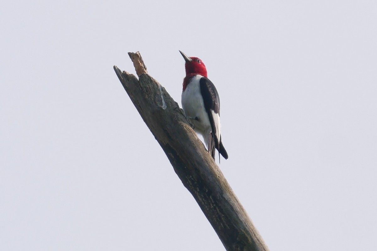 Red-headed Woodpecker - ML620530800