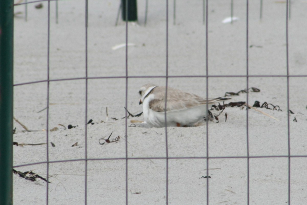 Piping Plover - ML620530802
