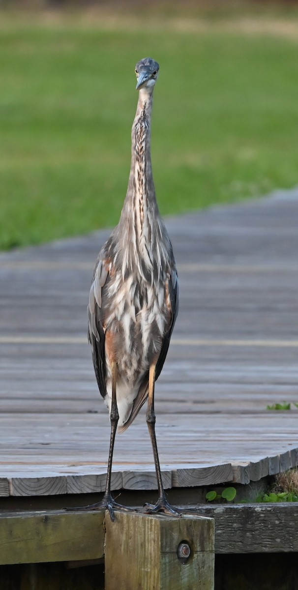 Great Blue Heron - ML620530803