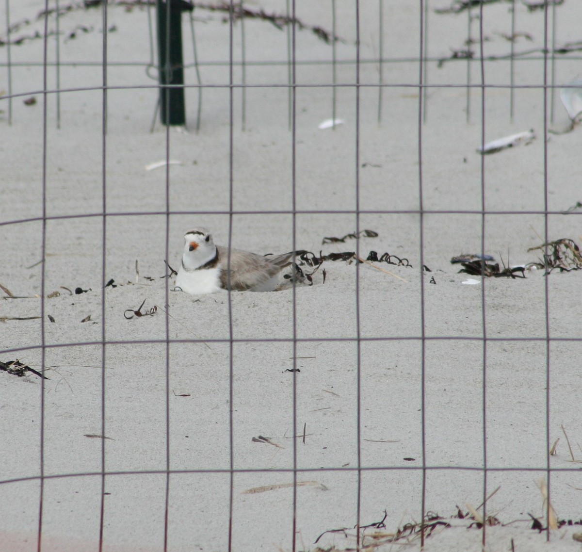 Piping Plover - ML620530805