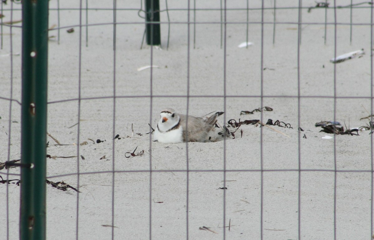 Piping Plover - ML620530809