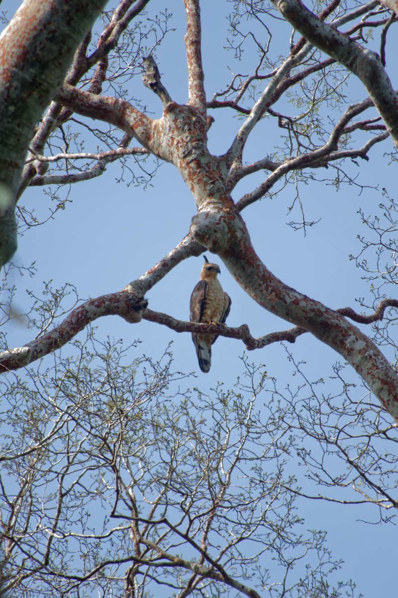 Wallace's Hawk-Eagle - ML620530811