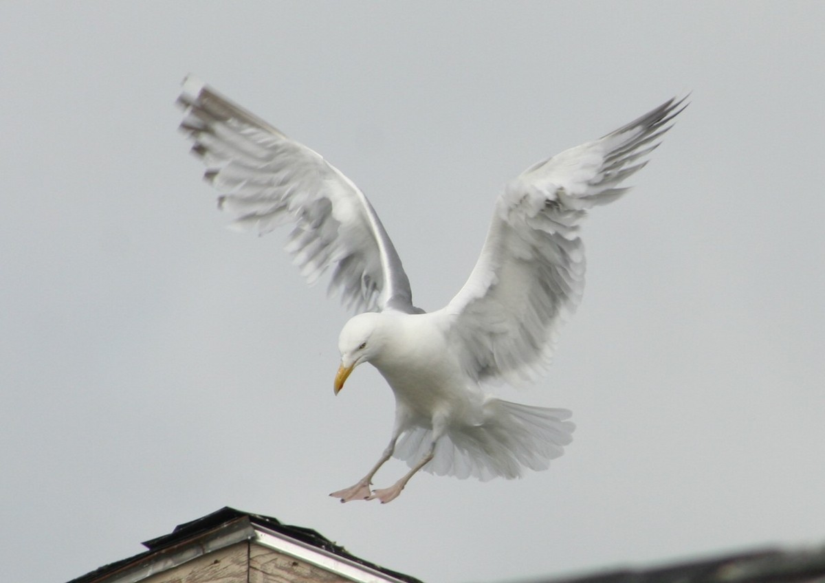 Herring Gull (American) - Arianna Doughty