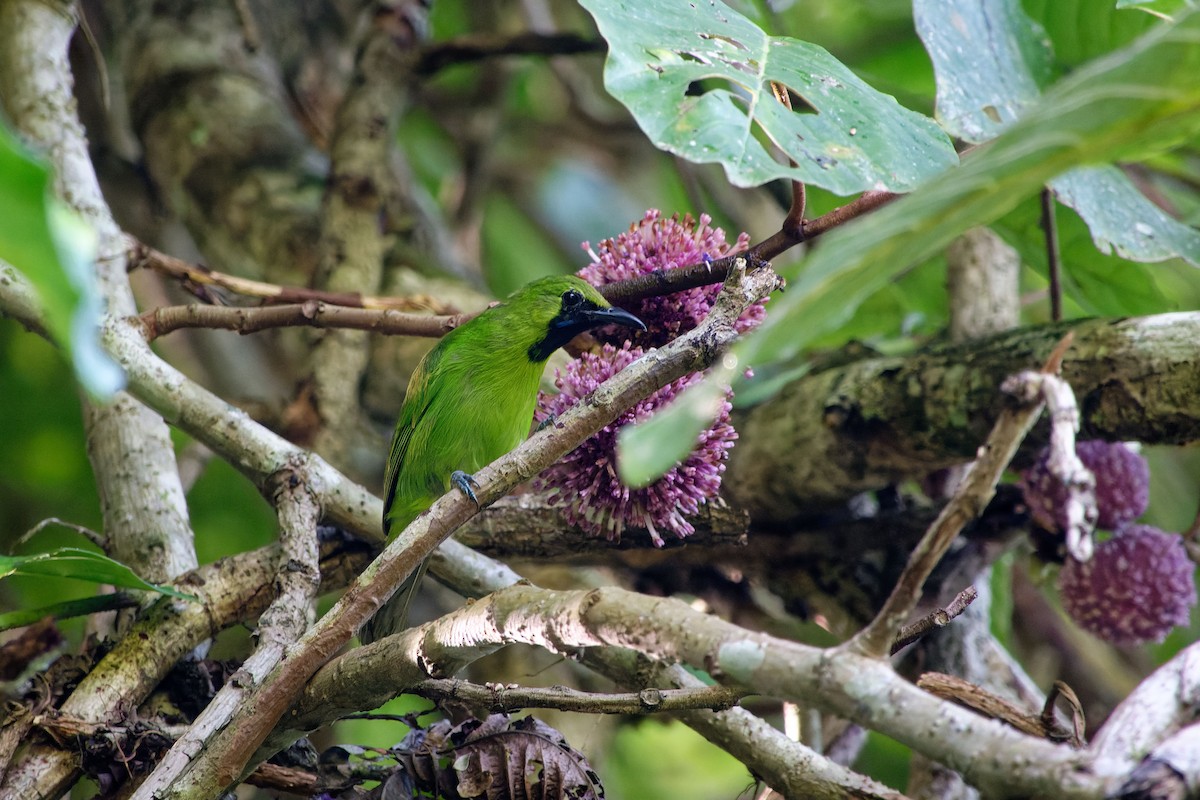 Lesser Green Leafbird - ML620530822